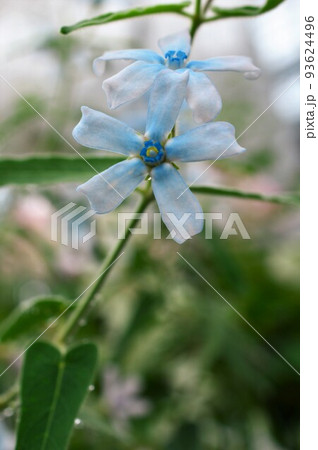 ブルースター（オキシペタラム） 93624496