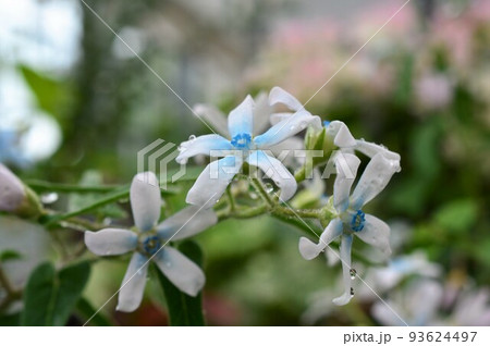 ブルースター（オキシペタラム） 93624497