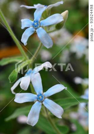 ブルースター（オキシペタラム） 93624498