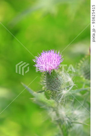 紫色の薊（アザミ）の花 93625415
