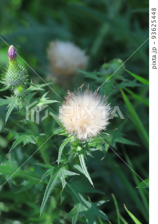 紫色の薊（アザミ）の花と綿毛 93625448
