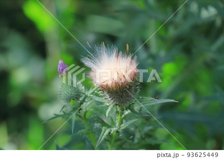 紫色の薊(アザミ)の花と綿毛 紫色の薊(アザミ)の花と綿毛 93625449