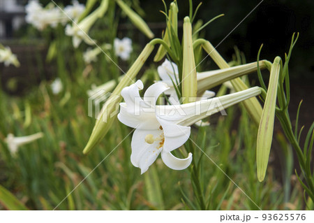 横から見たタカサゴユリの花と蕾／ユリ科 93625576