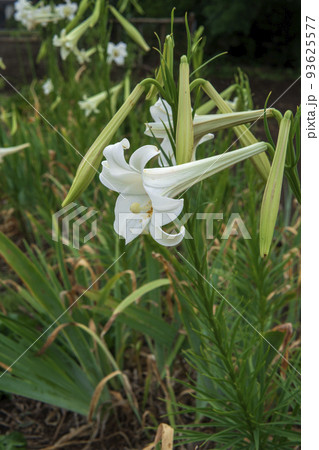 横から見たタカサゴユリの花と葉/ユリ科 横から見たタカサゴユリの花と葉/ユリ科 93625577