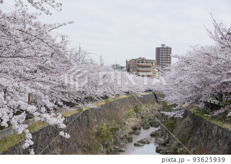 【春イメージ】満開の桜並木(愛知県 名古屋市 山崎川)日本さくら名所100選 【春イメージ】満開の桜並木(愛知県 名古屋市 山崎川)日本さくら名所100選 93625939