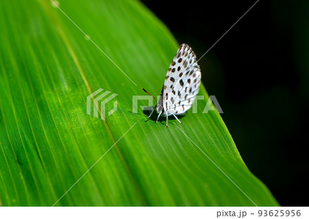 夏の終わりの高原で見られる小さなかわいいチョウ、ゴイシシジミ 夏の終わりの高原で見られる小さなかわいいチョウ、ゴイシシジミ 93625956