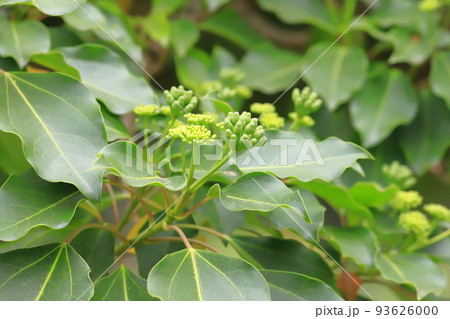 実をつけ始めた隠蓑(カクレミノ) 実をつけ始めた隠蓑(カクレミノ) 93626000