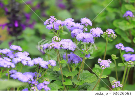 紫色のアゲラタム(かっこうあざみ)の花 紫色のアゲラタム(かっこうあざみ)の花 93626063