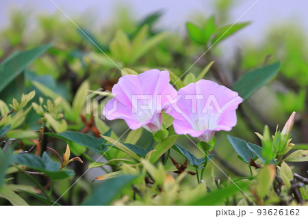 ピンク色の昼顔(ヒルガオ)の花 ピンク色の昼顔(ヒルガオ)の花 93626162