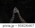 夫婦のキリン 93626467
