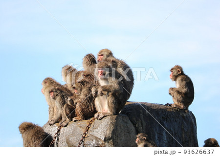 山の頂上に集まるサル 93626637