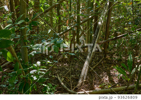 放置竹林イメージ 93626809