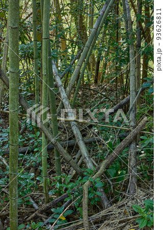 放置竹林イメージ 放置竹林イメージ 93626811