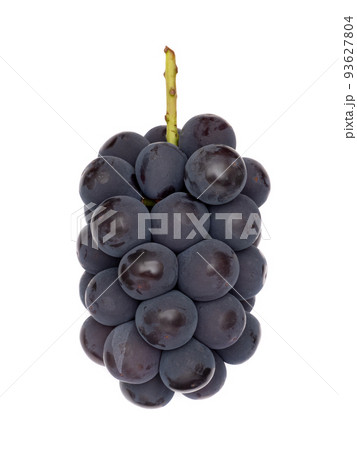 種なし巨峰 93627804