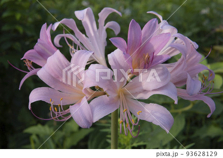 ピンクのリコリスの花【スクワミゲラ】/ヒガンバナ科 ピンクのリコリスの花【スクワミゲラ】/ヒガンバナ科 93628129