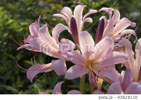 ピンクのリコリスの花【スクワミゲラ】/ヒガンバナ科 ピンクのリコリスの花【スクワミゲラ】/ヒガンバナ科 93628130