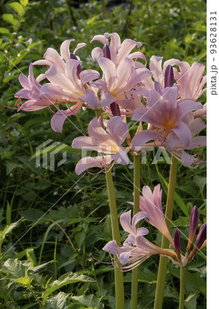 ピンクのリコリスの花【スクワミゲラ】／ヒガンバナ科 93628131