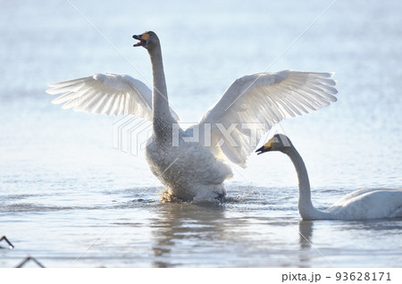 湖面で鳴きながら羽ばたくオオハクチョウ（北海道） 93628171