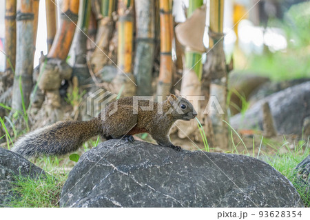 台湾リス 93628354