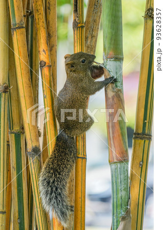 台湾リス 93628357