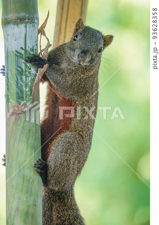 台湾リス 93628358