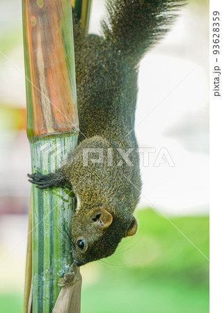 台湾リス 93628359