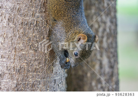 台湾リス 93628363