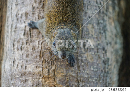 台湾リス 93628365