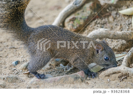 台湾リス 93628368