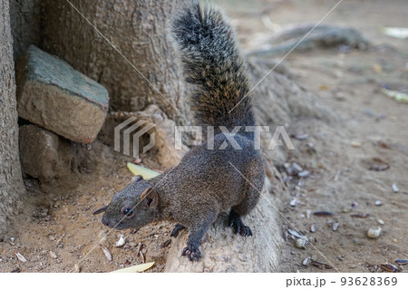 台湾リス 93628369