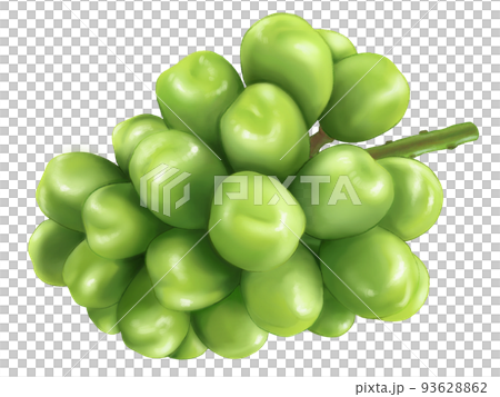 Illustration of large Shine Muscat Illustration of large Shine Muscat 93628862