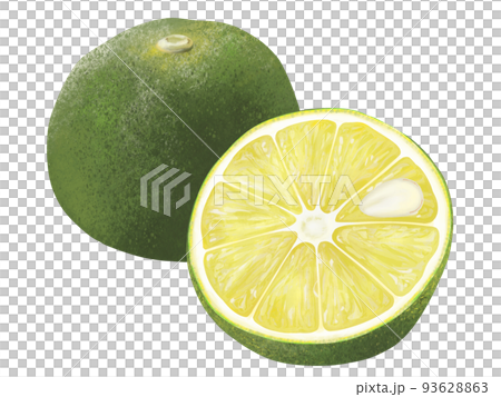 すだちの実とカットした断面の手描きイラスト 93628863