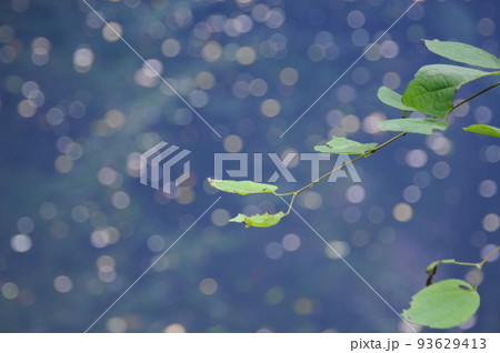 青池バックの木の葉 青池バックの木の葉 93629413