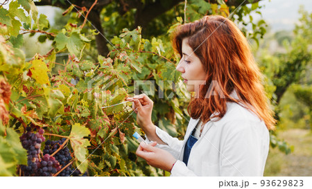 Agronomist does the swab test on the grapes before the harvest the vineyards 93629823