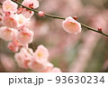 桃色の梅の花 93630234