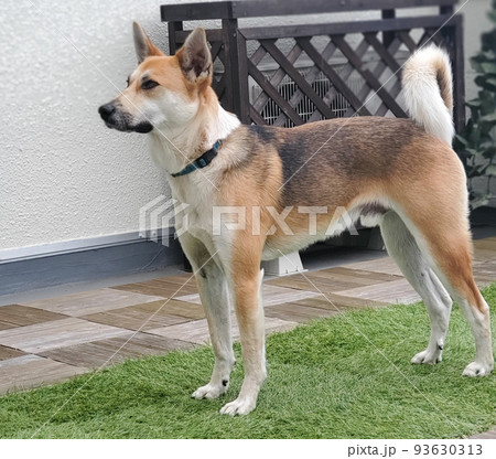 立ち上がる犬 93630313