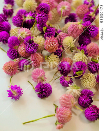 千日紅のドライフラワーの花びら、センニチコウのヘッド 千日紅のドライフラワーの花びら、センニチコウのヘッド 93630478