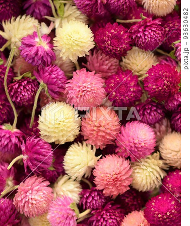 千日紅のドライフラワーの花びら、センニチコウのヘッド 93630482