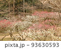 北野天満宮の梅林 93630593