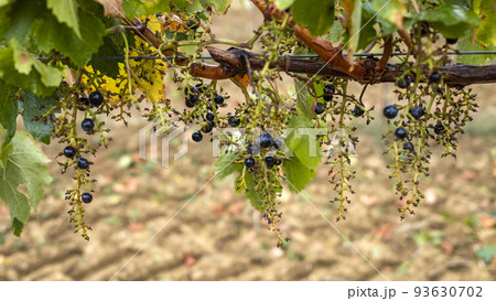 vendanges grapes merlot on Gers France 93630702