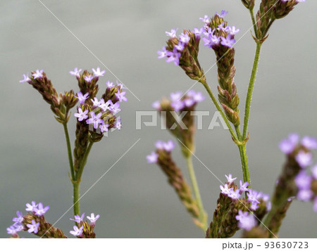 アレチハナガサの花 アレチハナガサの花 93630723