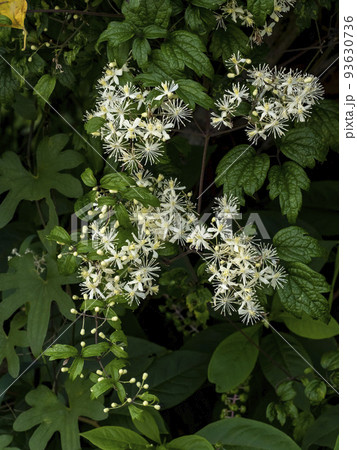 ボタンヅルの白い花 93630736