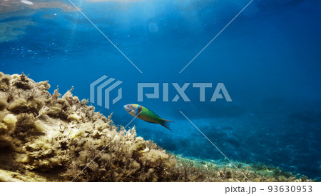 Little parrotfish green swimming underwater in the ocean 93630953