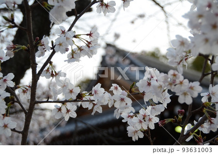 京都 向日神社の桜 黄昏の写真素材 [93631003] - PIXTA