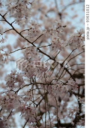 京都 向日神社の桜 黄昏の写真素材 [93631012] - PIXTA