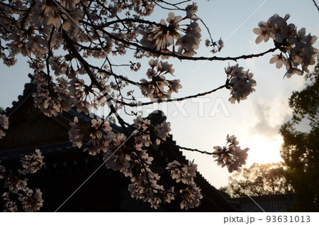 京都 向日神社の桜 黄昏の写真素材 [93631013] - PIXTA