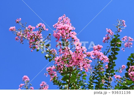 サルスベリの花 93631136