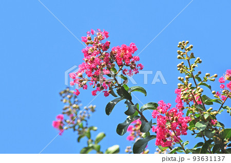 サルスベリの花 93631137