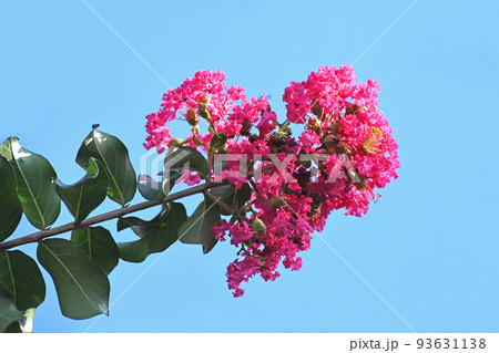 サルスベリの花 93631138