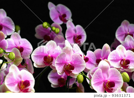 シンガポール国立蘭園の庭に咲く胡蝶蘭の花 シンガポール国立蘭園の庭に咲く胡蝶蘭の花 93631371